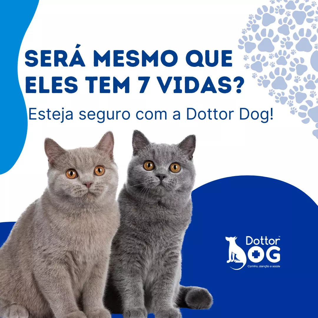 SERÁ MESMO QUE OS FELINOS TEM 7 VIDAS?